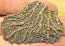 Load image into Gallery viewer, Pentacrinites crinoid head (49 mm)