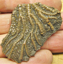 Load image into Gallery viewer, Pentacrinites crinoid head (49 mm)