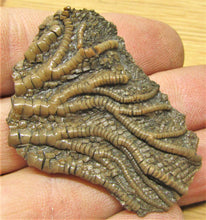 Load image into Gallery viewer, Pentacrinites crinoid head (49 mm)