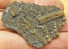 Load image into Gallery viewer, Pentacrinites crinoid head (49 mm)