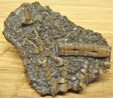 Load image into Gallery viewer, Pentacrinites crinoid head (49 mm)