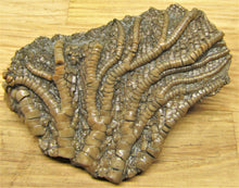 Load image into Gallery viewer, Pentacrinites crinoid head (49 mm)