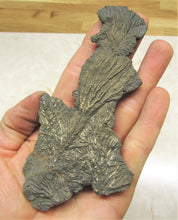 Load image into Gallery viewer, Complete pyrite crinoid (150 mm)
