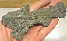 Load image into Gallery viewer, Complete pyrite crinoid (150 mm)