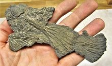 Load image into Gallery viewer, Complete pyrite crinoid (150 mm)