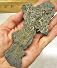Load image into Gallery viewer, Complete pyrite crinoid (150 mm)