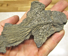 Load image into Gallery viewer, Complete pyrite crinoid (150 mm)