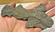 Load image into Gallery viewer, Complete pyrite crinoid (150 mm)