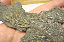 Load image into Gallery viewer, Complete pyrite crinoid (150 mm)