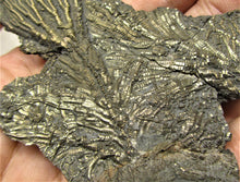 Load image into Gallery viewer, Complete pyrite crinoid (150 mm)