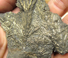Load image into Gallery viewer, Complete pyrite crinoid (150 mm)