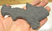 Load image into Gallery viewer, Complete pyrite crinoid (150 mm)