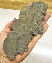 Load image into Gallery viewer, Large double pyrite crinoid (175 mm)