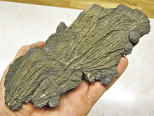 Load image into Gallery viewer, Large double pyrite crinoid (175 mm)