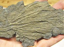 Load image into Gallery viewer, Large double pyrite crinoid (175 mm)