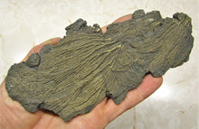 Load image into Gallery viewer, Large double pyrite crinoid (175 mm)