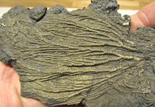 Load image into Gallery viewer, Large double pyrite crinoid (175 mm)