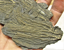 Load image into Gallery viewer, Large double pyrite crinoid (175 mm)