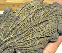 Load image into Gallery viewer, Large double pyrite crinoid (175 mm)