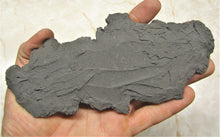 Load image into Gallery viewer, Large double pyrite crinoid (175 mm)