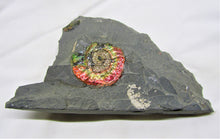 Load image into Gallery viewer, Rainbow iridescent Psiloceras ammonite display piece