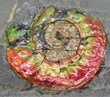 Load image into Gallery viewer, Rainbow iridescent Psiloceras ammonite display piece