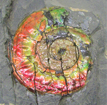 Load image into Gallery viewer, Rainbow iridescent Psiloceras ammonite display piece
