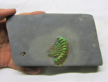 Load image into Gallery viewer, Green iridescent Caloceras display ammonite