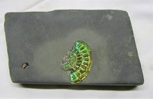 Load image into Gallery viewer, Green iridescent Caloceras display ammonite