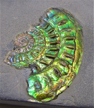 Load image into Gallery viewer, Green iridescent Caloceras display ammonite
