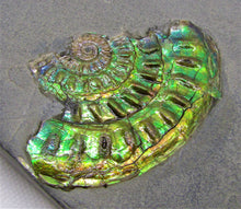 Load image into Gallery viewer, Green iridescent Caloceras display ammonite
