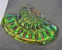 Load image into Gallery viewer, Green iridescent Caloceras display ammonite