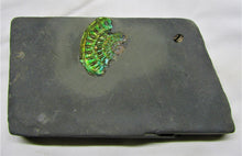 Load image into Gallery viewer, Green iridescent Caloceras display ammonite