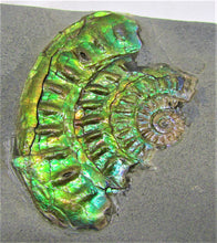 Load image into Gallery viewer, Green iridescent Caloceras display ammonite