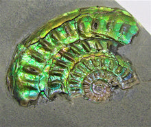 Load image into Gallery viewer, Green iridescent Caloceras display ammonite