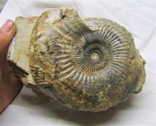 Load image into Gallery viewer, Large <em>Parkinsonia dorsetensis</em> ammonite display fossil