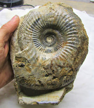 Load image into Gallery viewer, Large <em>Parkinsonia dorsetensis</em> ammonite display fossil
