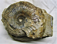 Load image into Gallery viewer, Large <em>Parkinsonia dorsetensis</em> ammonite display fossil