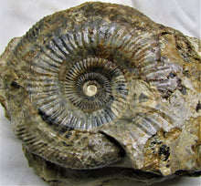 Load image into Gallery viewer, Large <em>Parkinsonia dorsetensis</em> ammonite display fossil