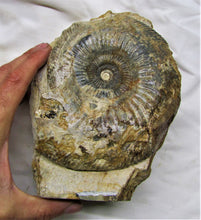 Load image into Gallery viewer, Large <em>Parkinsonia dorsetensis</em> ammonite display fossil