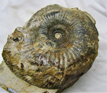 Load image into Gallery viewer, Large <em>Parkinsonia dorsetensis</em> ammonite display fossil
