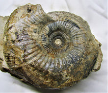 Load image into Gallery viewer, Large <em>Parkinsonia dorsetensis</em> ammonite display fossil