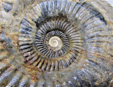 Load image into Gallery viewer, Large <em>Parkinsonia dorsetensis</em> ammonite display fossil