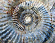 Load image into Gallery viewer, Large <em>Parkinsonia dorsetensis</em> ammonite display fossil