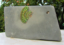 Load image into Gallery viewer, Green iridescent Caloceras display ammonite