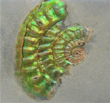 Load image into Gallery viewer, Green iridescent Caloceras display ammonite