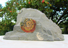 Load image into Gallery viewer, Rainbow iridescent Psiloceras ammonite display piece