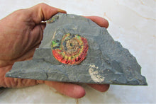Load image into Gallery viewer, Rainbow iridescent Psiloceras ammonite display piece