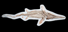 Load image into Gallery viewer, Replica supine Ichthyosaur from North Somerset, UK