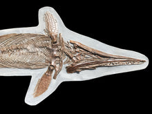Load image into Gallery viewer, Replica supine Ichthyosaur from North Somerset, UK